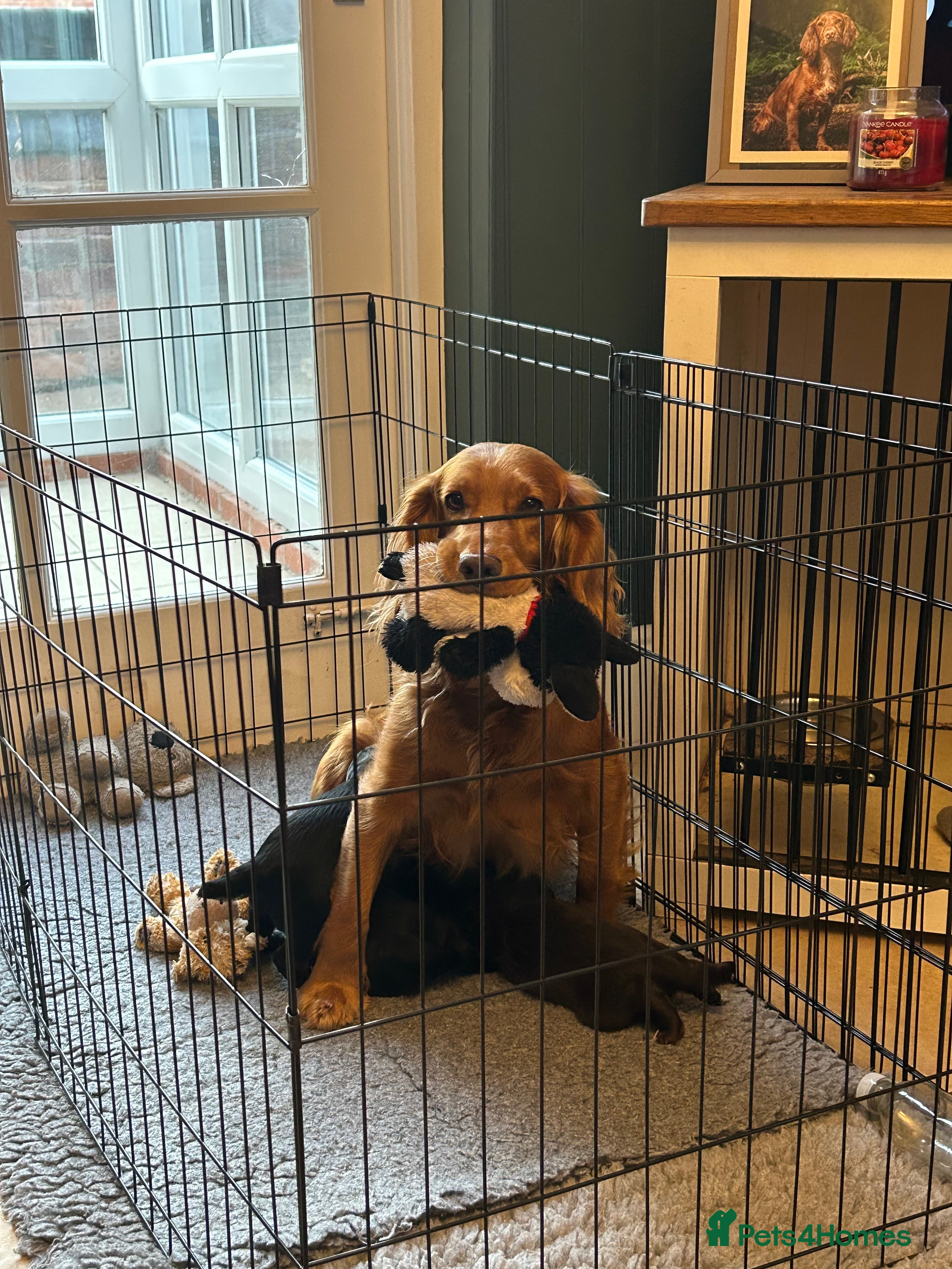 Cocker Spaniel dogs Working cocker spaniel dog pup for sale  - Advert 2