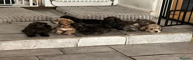 Glen of Imaal Terrier Male x3