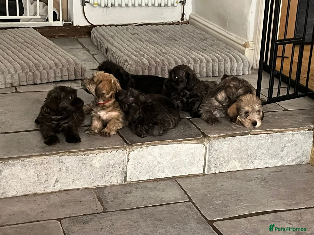 Glen of Imaal Terrier dogs for sale: Beautiful Glen of Imaal Terrier Pups 7 Avaliable - Advert 8