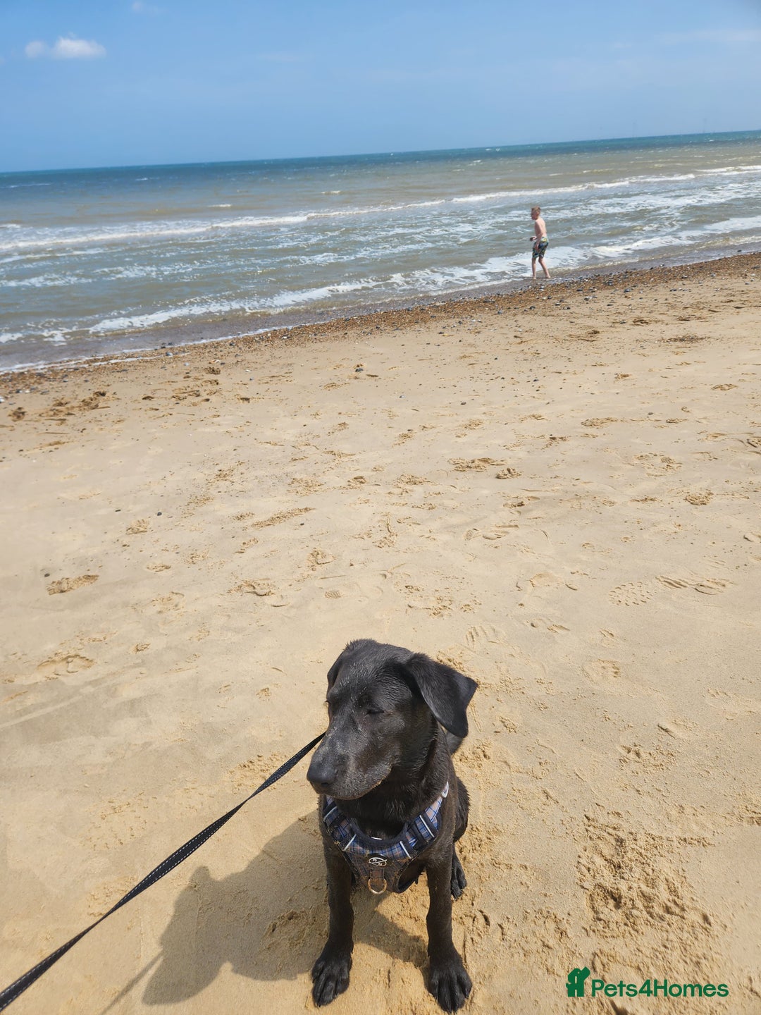 Labrador Retriever dogs for sale: Bailey labrador  - Advert 5