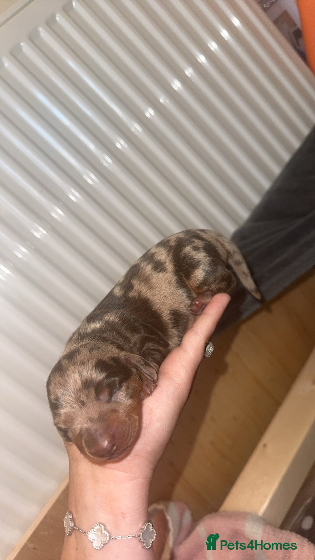 Miniature Dachshund dogs for sale: Miniature dachshund  - Image 6