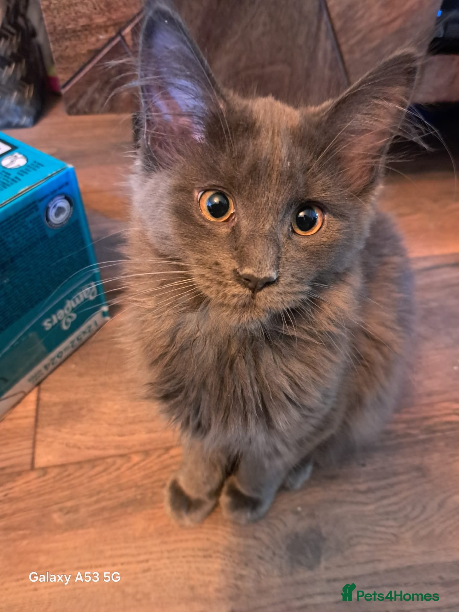 Maine Coon cats Registered Blue Pedigree Maine coon GCCF Kitten  - Advert 3