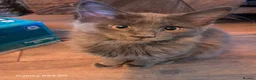 Maine Coon cats for sale: NEW PRICE Registered Blue Pedigree Maine coon baby - Advert 11