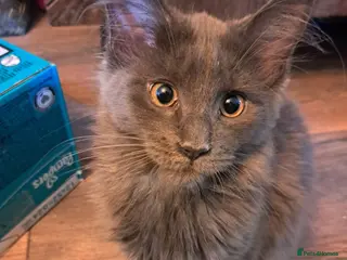 Maine Coon cats Registered Blue Pedigree Maine coon GCCF Kitten - Advert 3