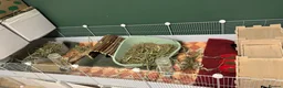 Guinea Pig rodents for sale: 2 bonded board with all supplies in ELY - Advert 4