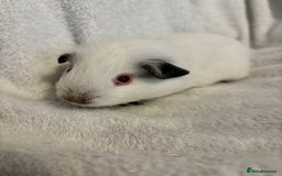 Guinea Pig rodents for sale: Male Californian guinea pig - Image 4