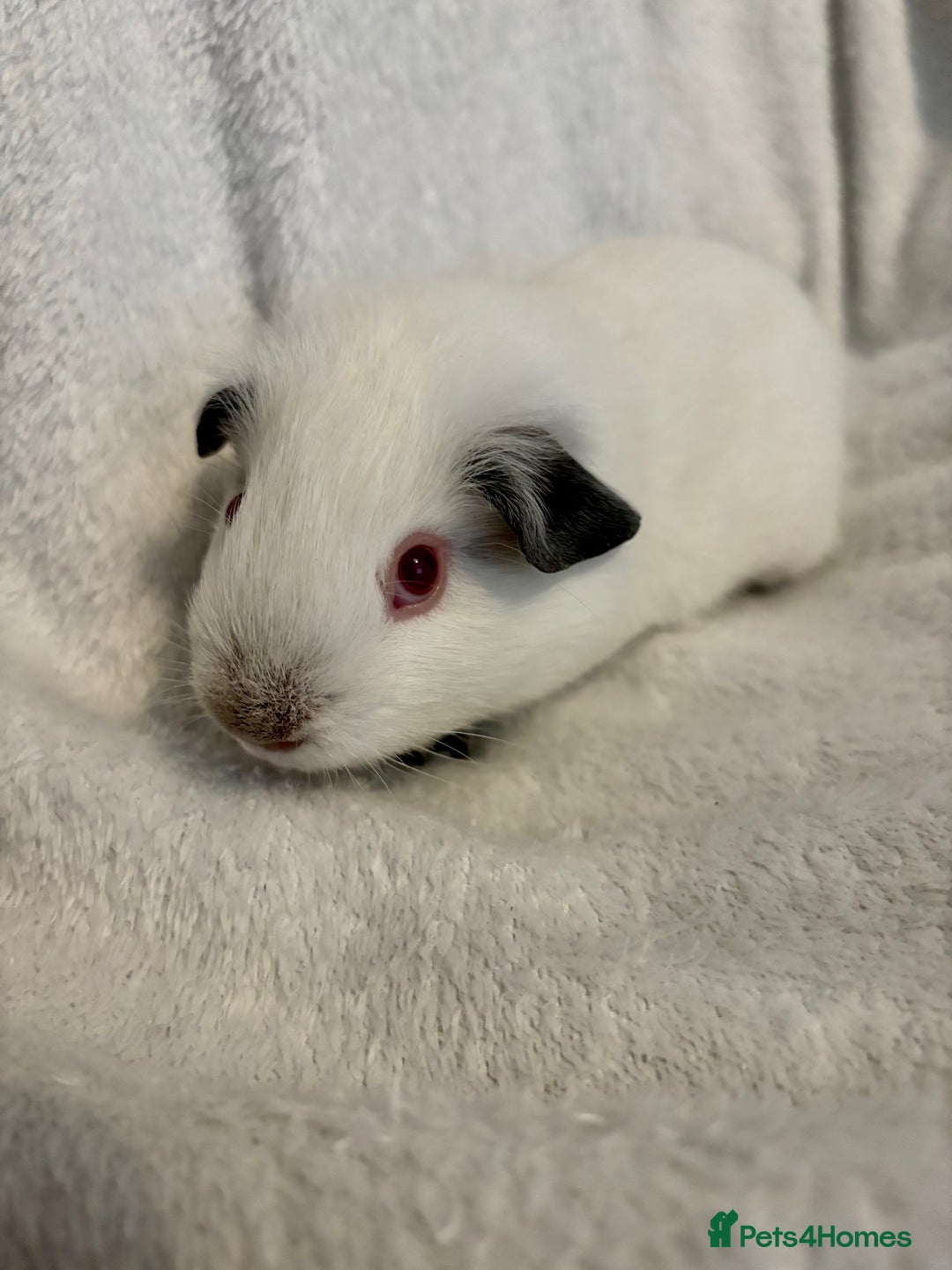Guinea Pig rodents for sale: Male Californian guinea pig - Image 4