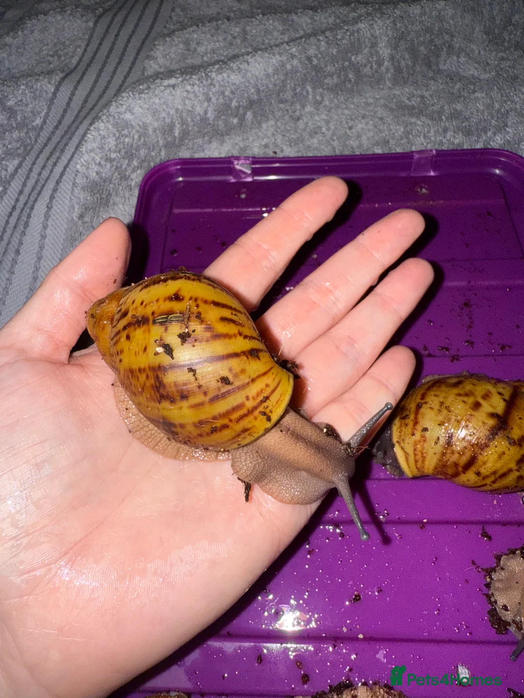 Snails invertebrates for sale: Ovum snails  - Advert 6