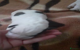 Mixed Breed dogs for sale: American Bulldog puppies - Image 10