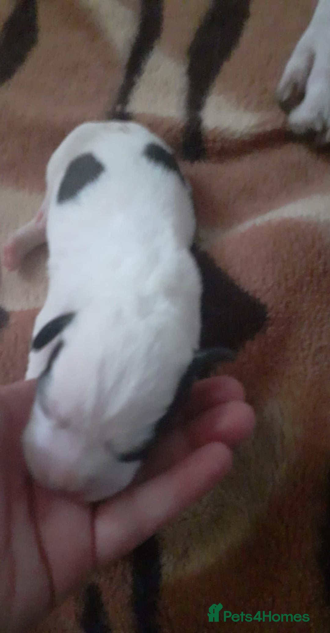 Mixed Breed dogs for sale: American Bulldog puppies - Image 10