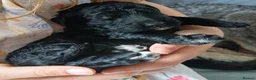 Bernedoodle dogs for sale: F2b midi Bernedoodle  - Advert 8