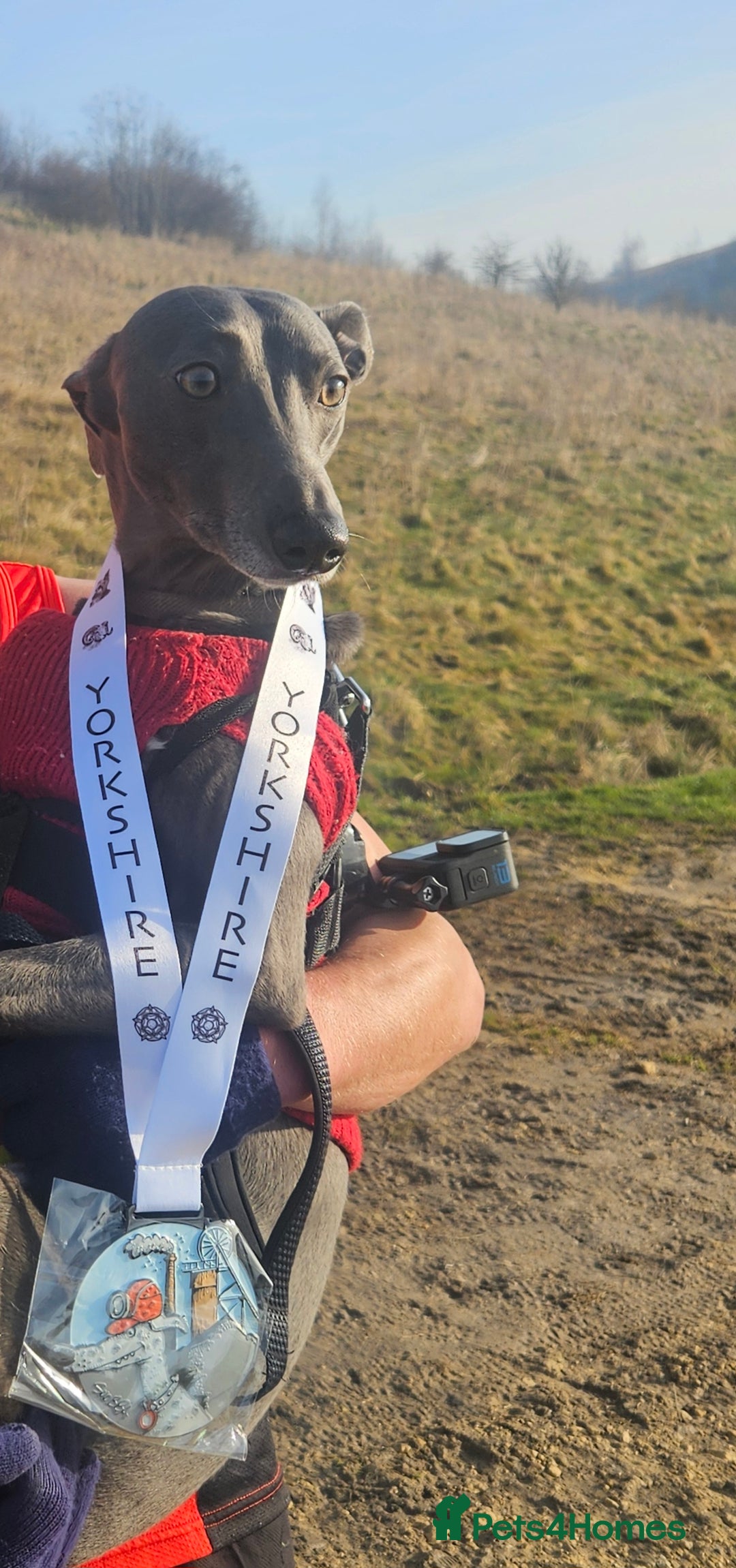 Whippet dogs for stud: Proven KC registered blue whippet for stud in Doncaster - Image 5