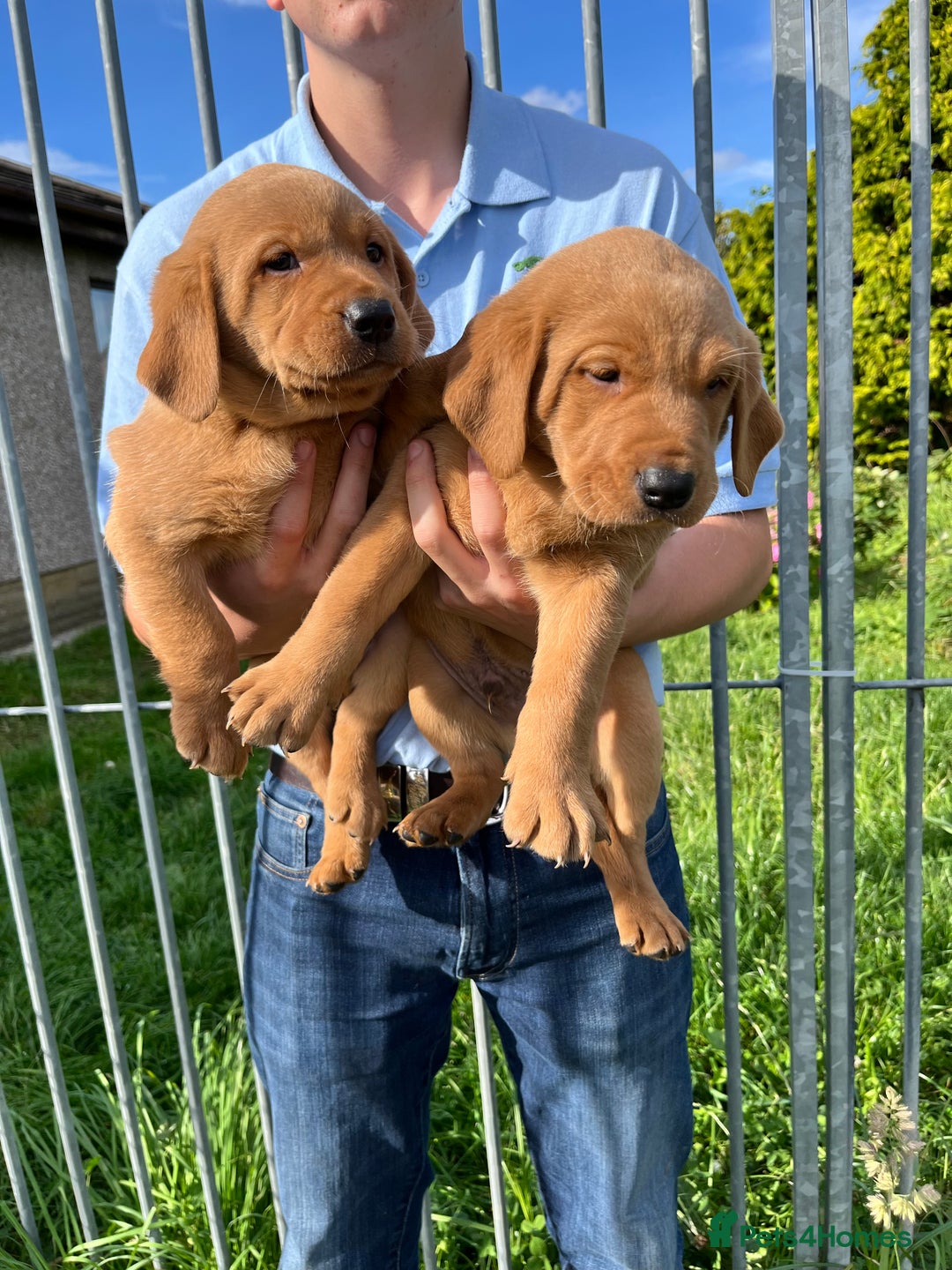 Labrador Retriever dogs for sale: 💛💛 Excellent Labrador Pups 💛💛 - Image 10