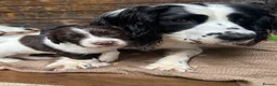 English Springer Spaniel dogs for sale: Striking Traditional English Springer Spaniel pups - Advert 11