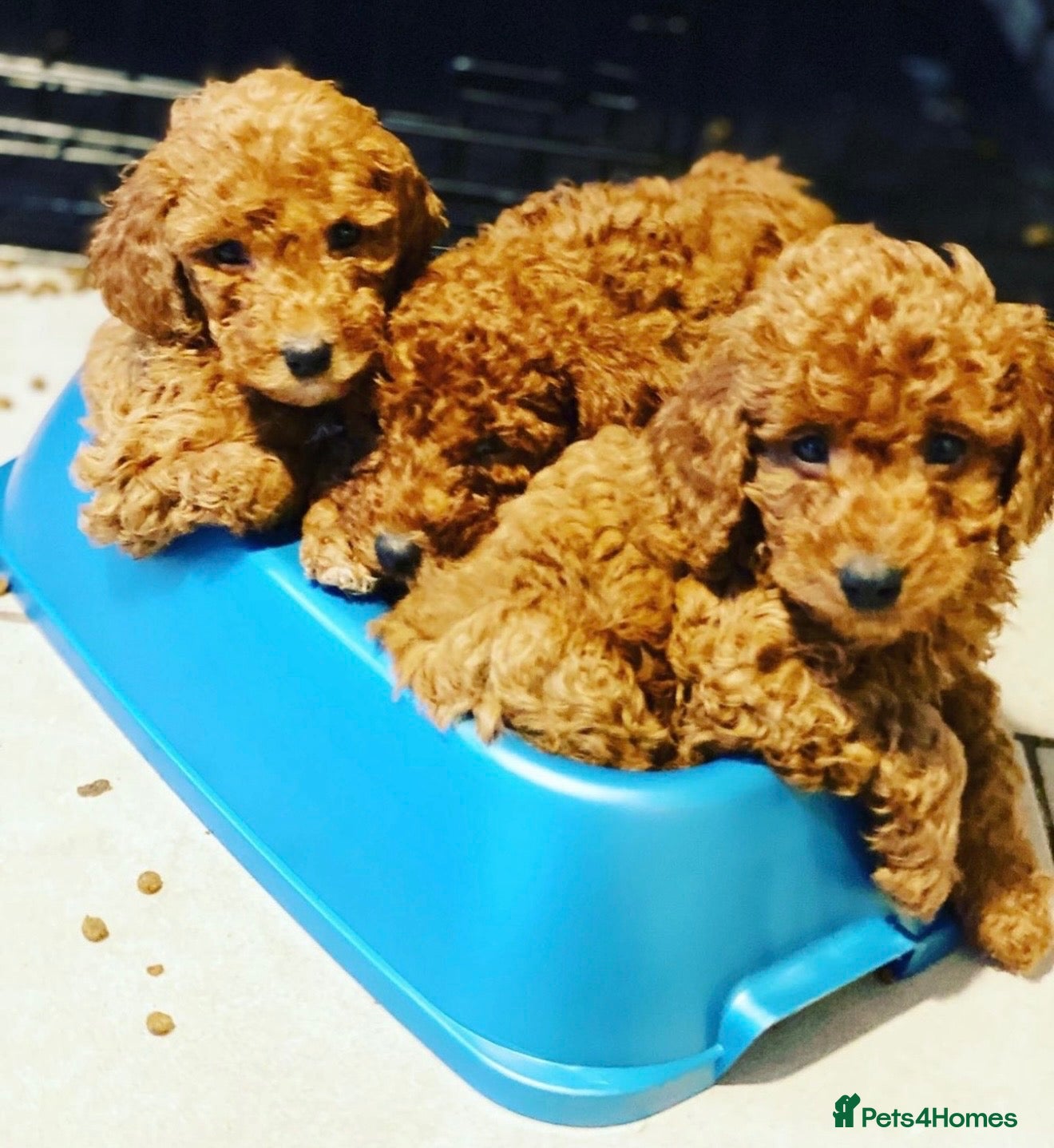 Cockapoo dogs Adorable cockapoo pups - Advert 1