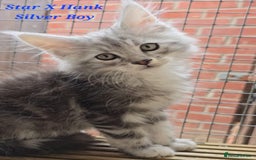 Maine Coon cats for sale: VARIOUS FULL PEDIGREE MAINE COON KITTENS FOR SALE in Rotherham - Image 8