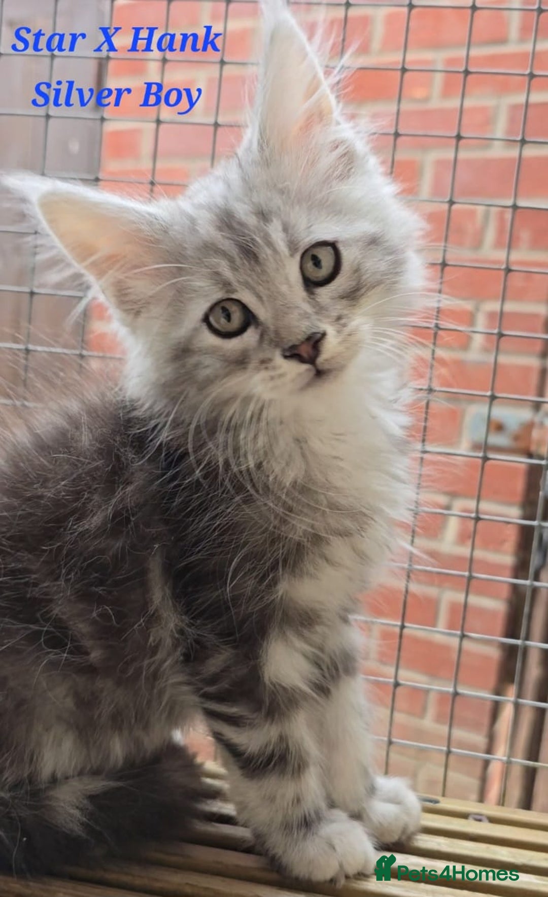 Maine Coon cats for sale: VARIOUS FULL PEDIGREE MAINE COON KITTENS FOR SALE in Rotherham - Image 8
