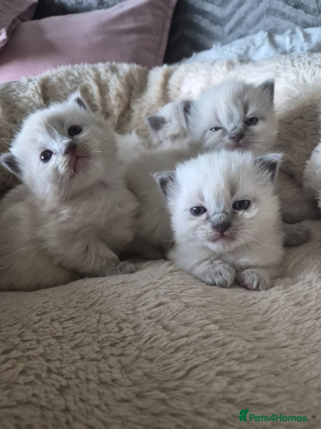Ragdoll cats for sale: beautiful Ragdoll kittens – 2 boys and 1 girl. - Advert 1