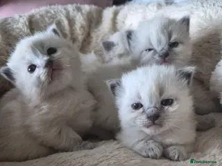 Ragdoll cats beautiful Ragdoll kittens – 2 boys and 1 girl. - Advert 2