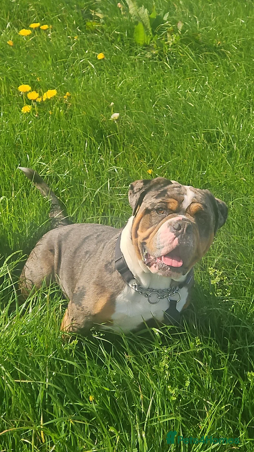 Dorset Olde Tyme Bulldogge dogs for stud: Kc Registered Blue Tri Merle Boy  in Stoke-on-Trent - Advert 5