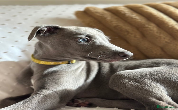 Whippet dogs - Advert 1