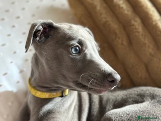 Whippet dogs - Advert 10