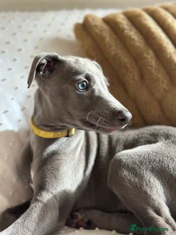 Whippet dogs - Advert 1