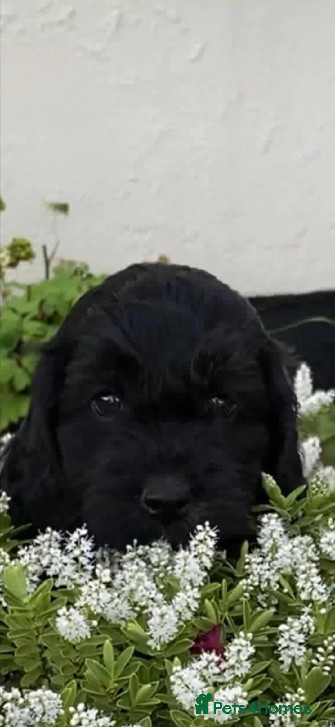 Cockapoo dogs for sale: Cockapoo F1 super sweet girl pup  - Advert 4