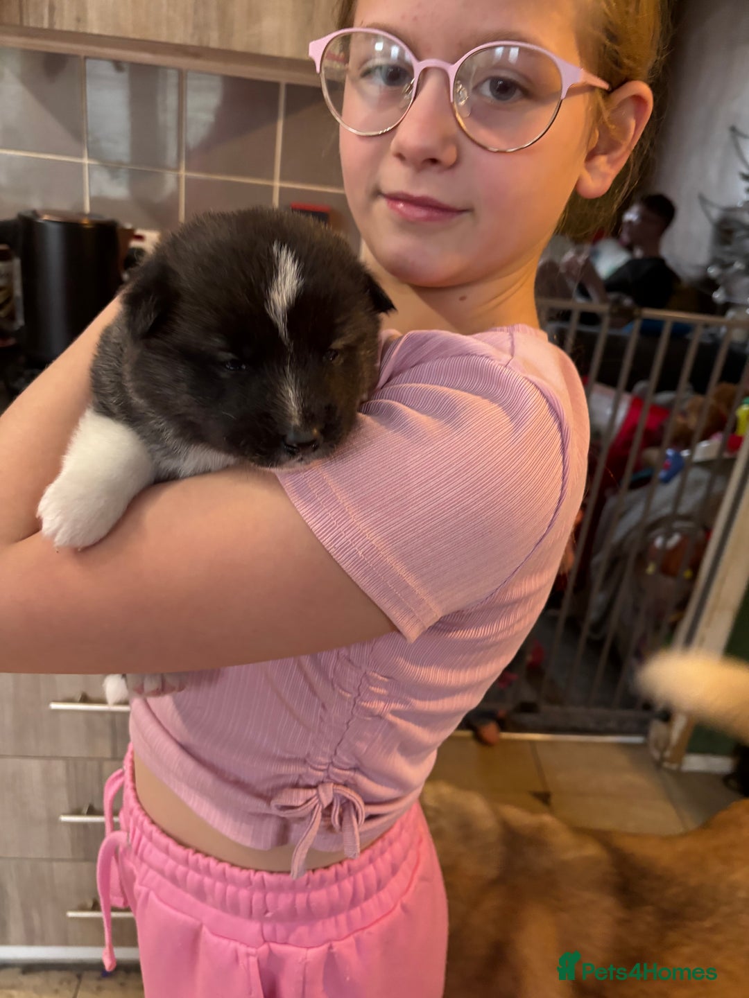 Akita dogs for sale: American Akita puppies - Advert 3