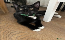 European cats for sale: 1 kitten  - Image 1