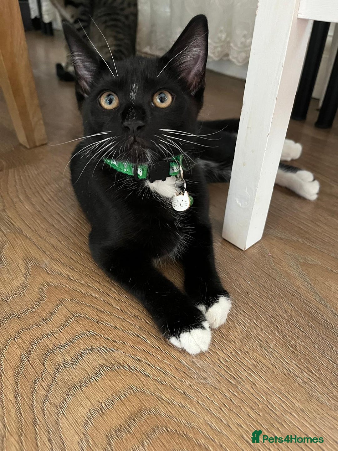 European cats for sale: 1 kitten  - Image 1