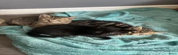 Mixed Breed cats for sale: 5 kittens - Advert 10