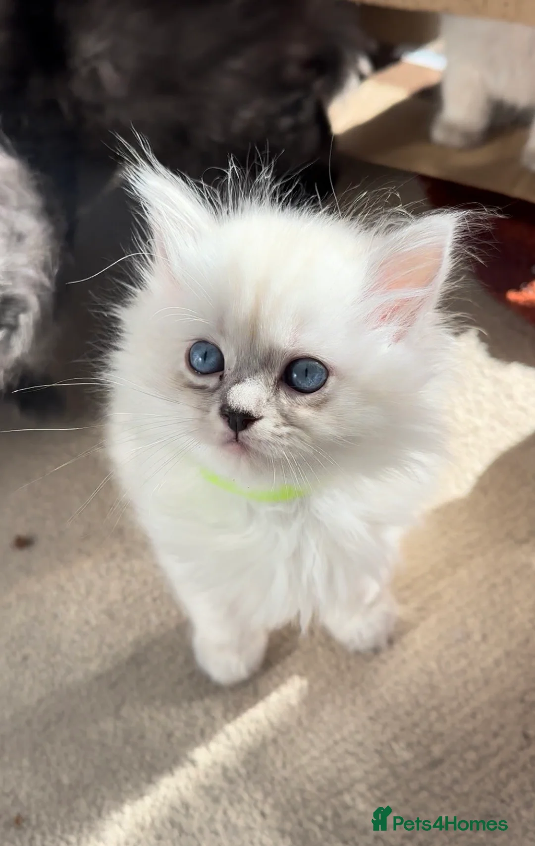 Persian cats for sale: LAST DOLLFACE CHINCHILLA PERSIAN GIRL - Advert 19