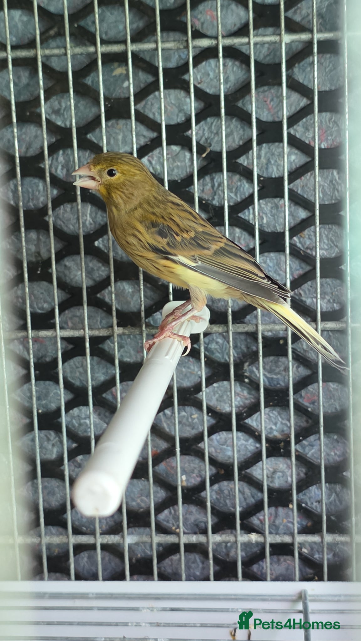 Canaries birds Cnarries  for sale  - Advert 1