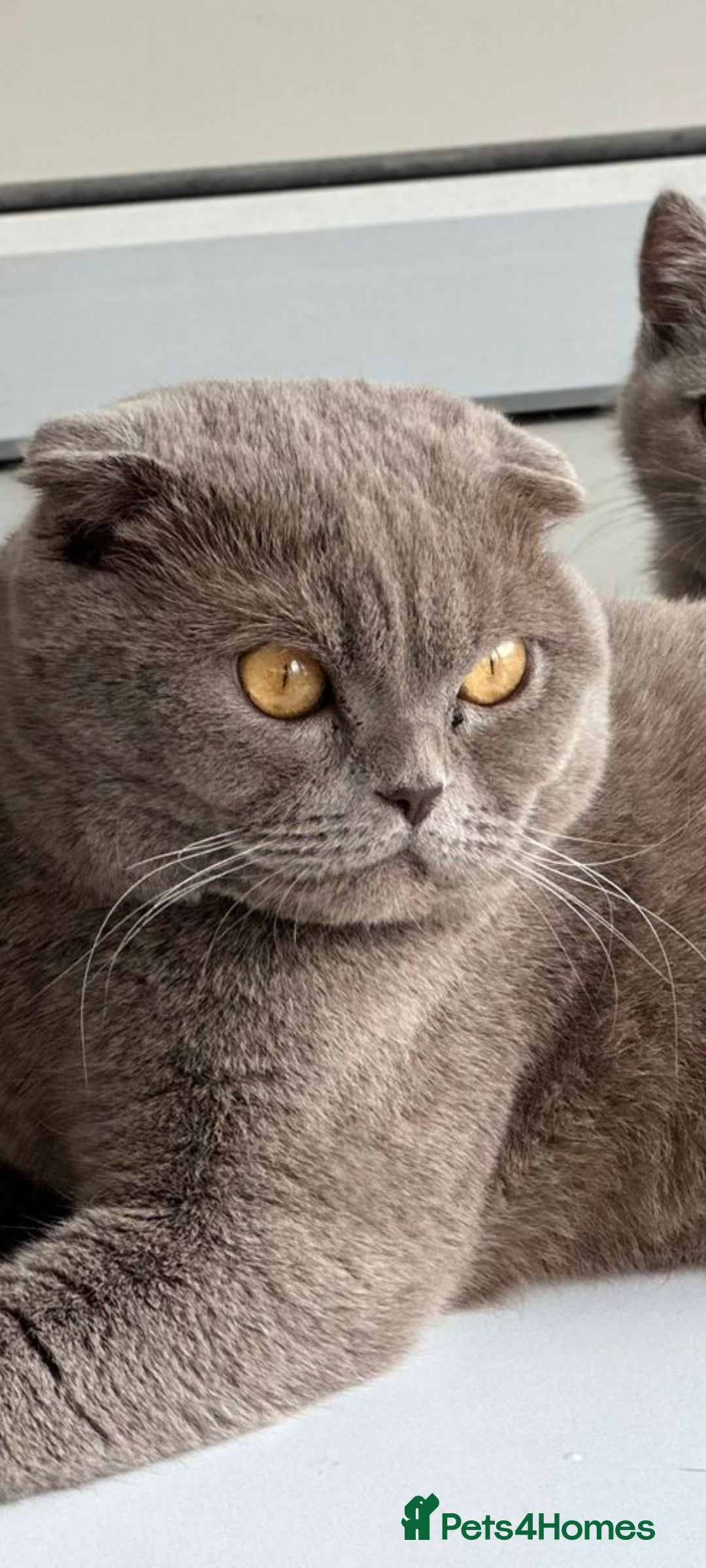 Scottish Fold cats for sale: Show quality Scottish fold  - Advert 4