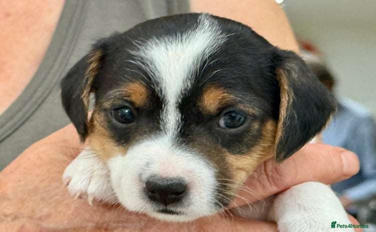 Parson Russell dogs - Advert 1