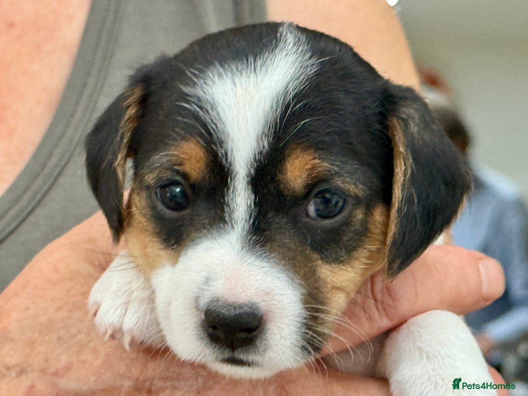 Parson Russell dogs for sale: Kennel Club Parsons Champions - Image 1
