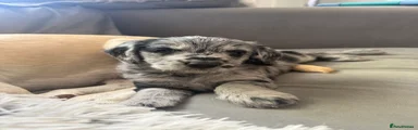 Labradoodle Puppy 7