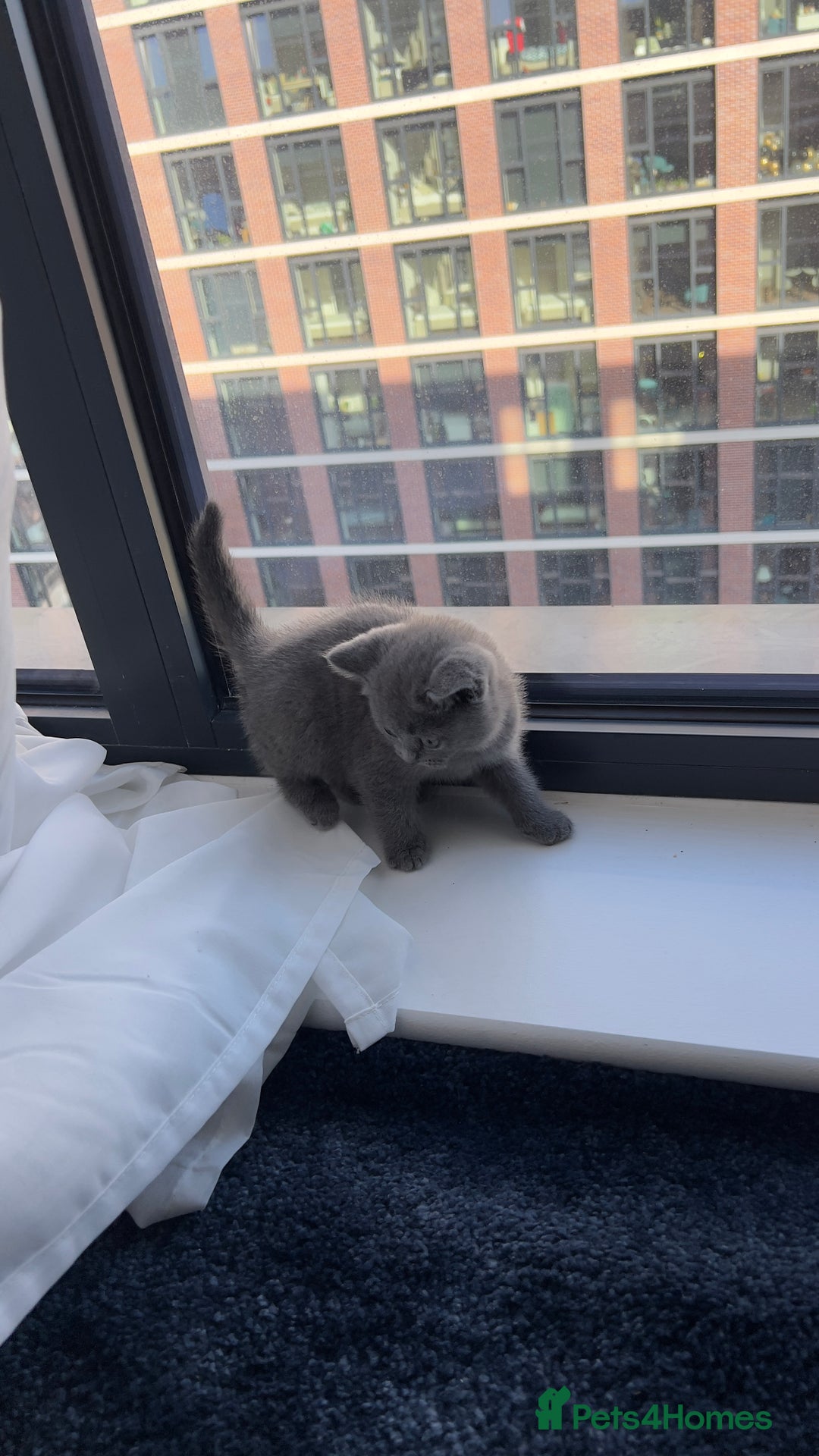 British Shorthair cats for sale: Blue British Shorthair Male - Image 2