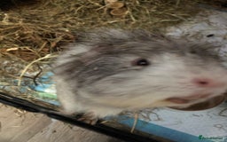 Guinea Pig rodents for sale: Geralt and Nugget  - Image 5