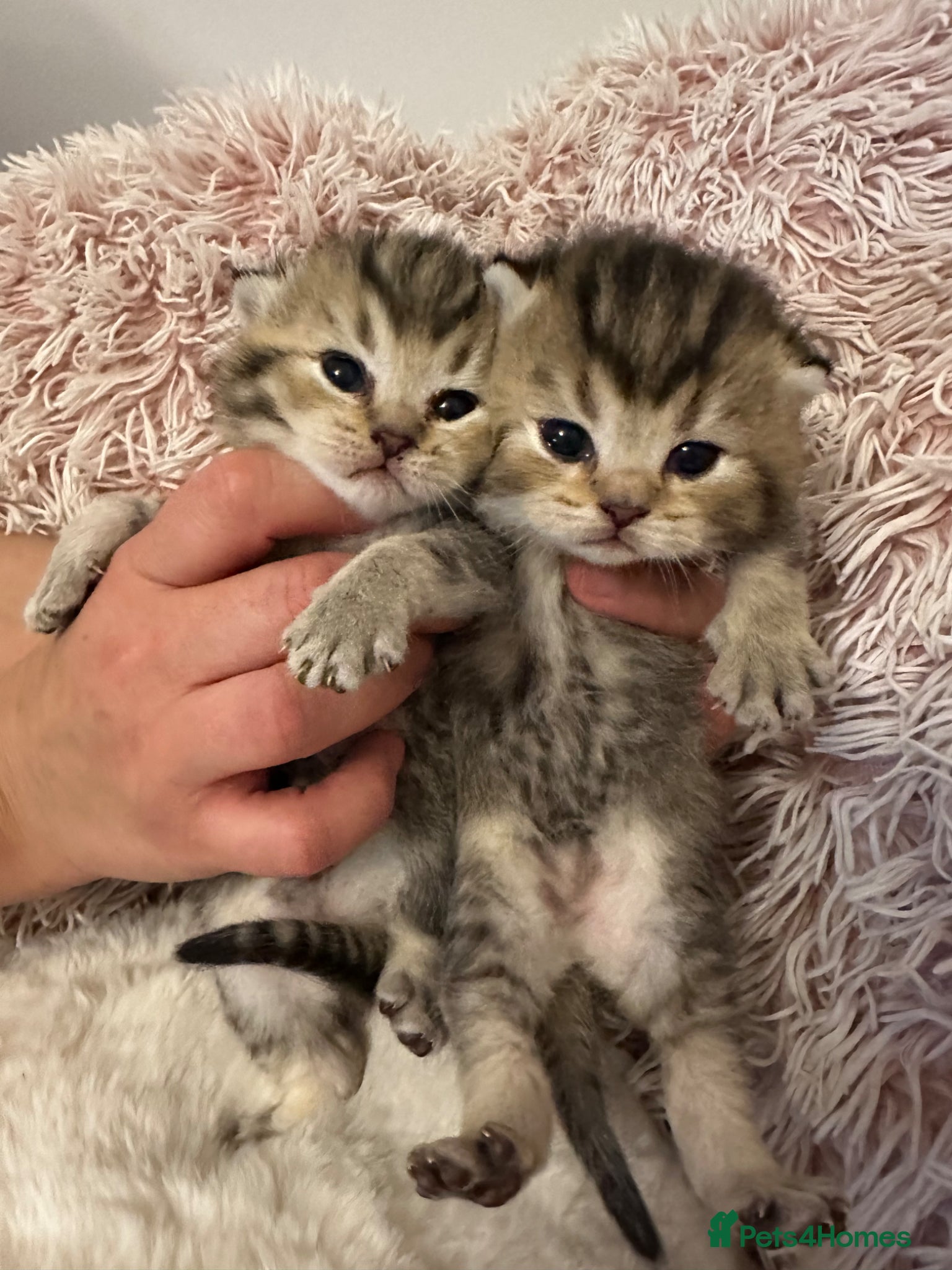 British Shorthair cats Golden BSH Kittens  GCCF Registered - Chunky bear  - Advert 2