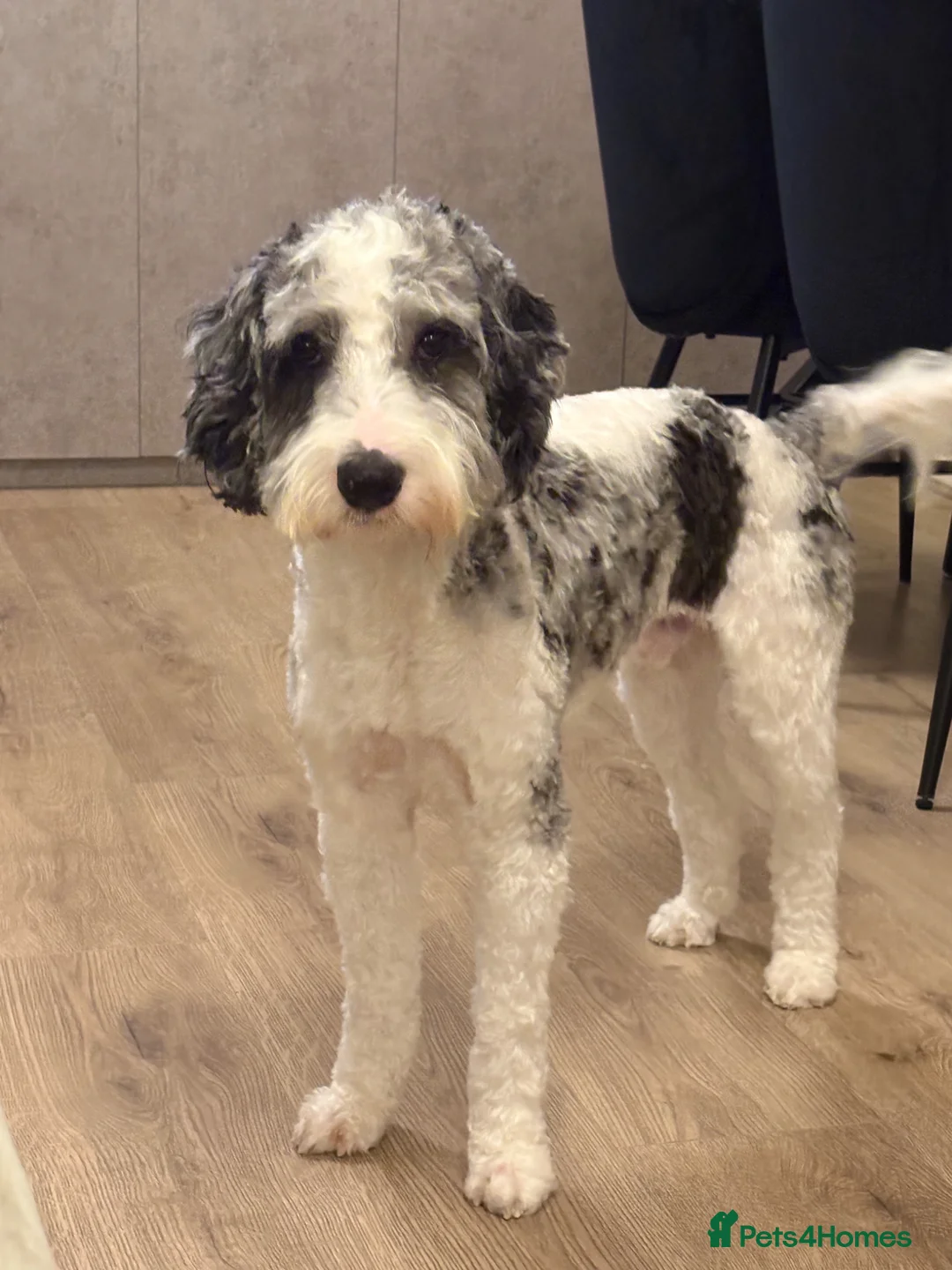 Cockapoo dogs for sale: Rare Colour Cockapoo Puppy in Dunmow - Advert 2