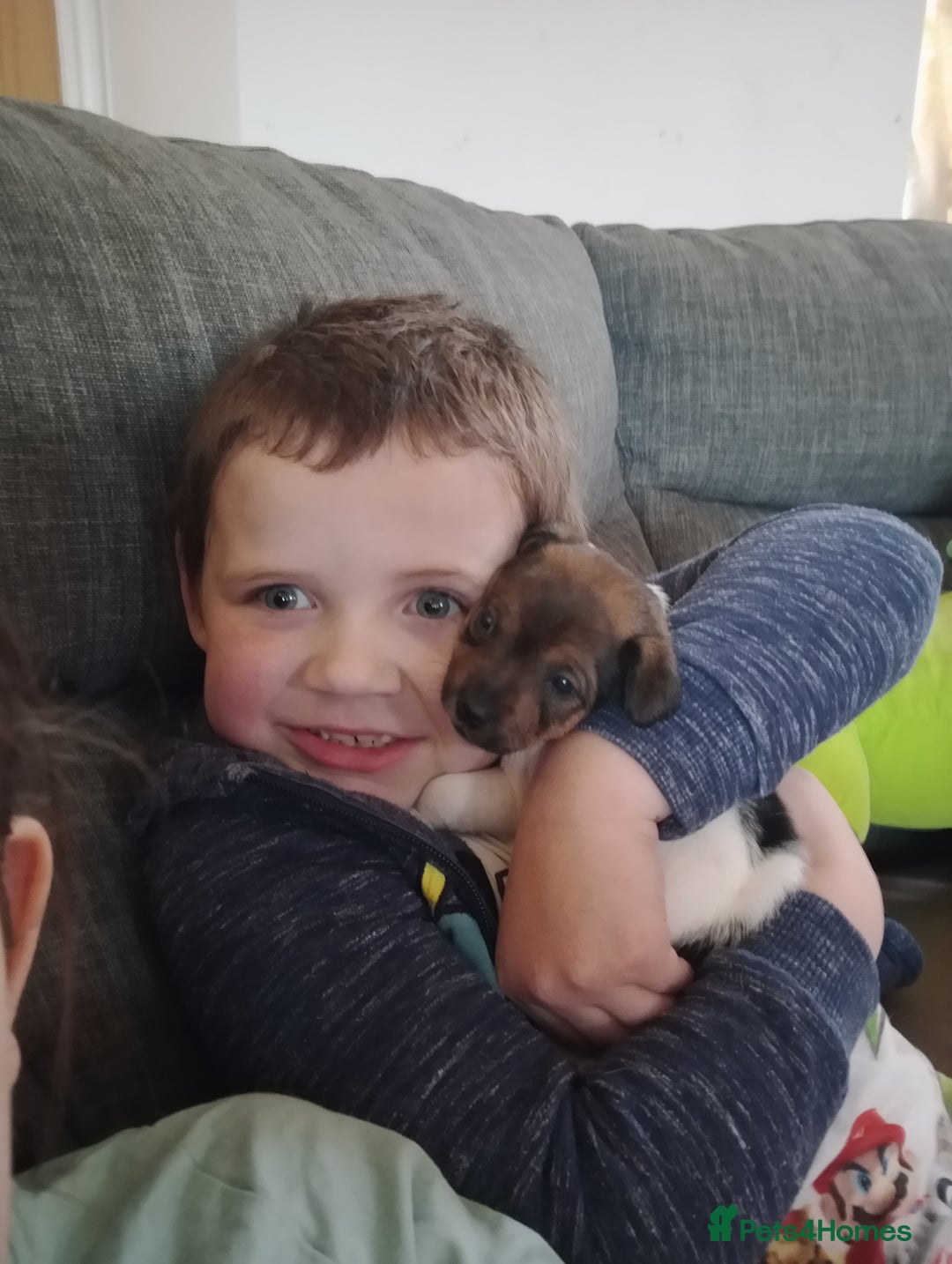 Jack Russell dogs for sale: Pick of the litter. Jack Russell girl - Advert 21