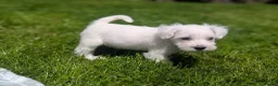Miniature Schnauzer dogs for sale: Miniature schnauzer puppies  in Cowbridge - Advert 12