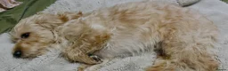 Labradoodle dogs for stud: Labradoole  in Erith - Advert 3