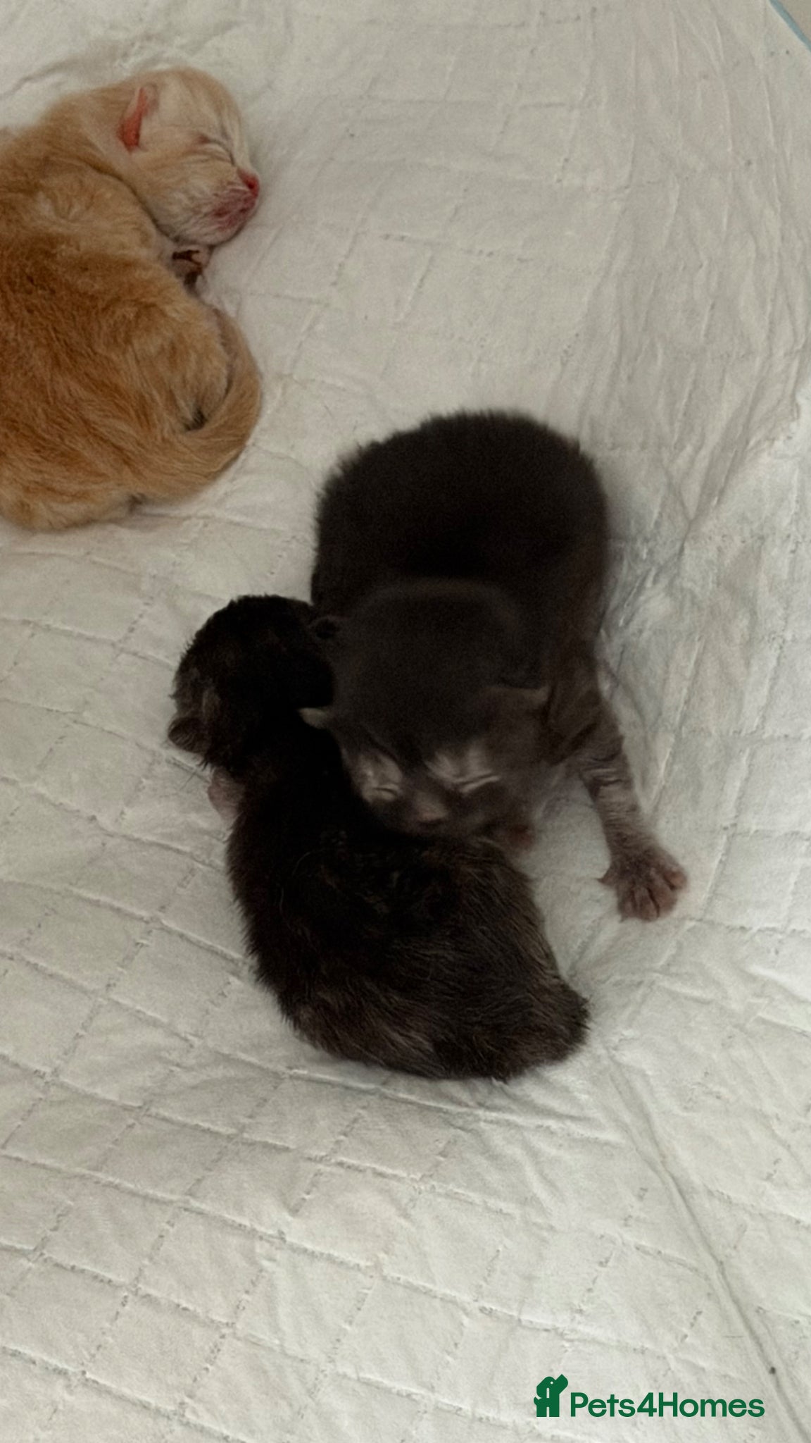 Persian cats for sale: Chinchilla exotic Persians kittens - Advert 4