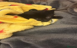 British Shorthair cats for sale: Cute and friendly kittens.  - Image 3