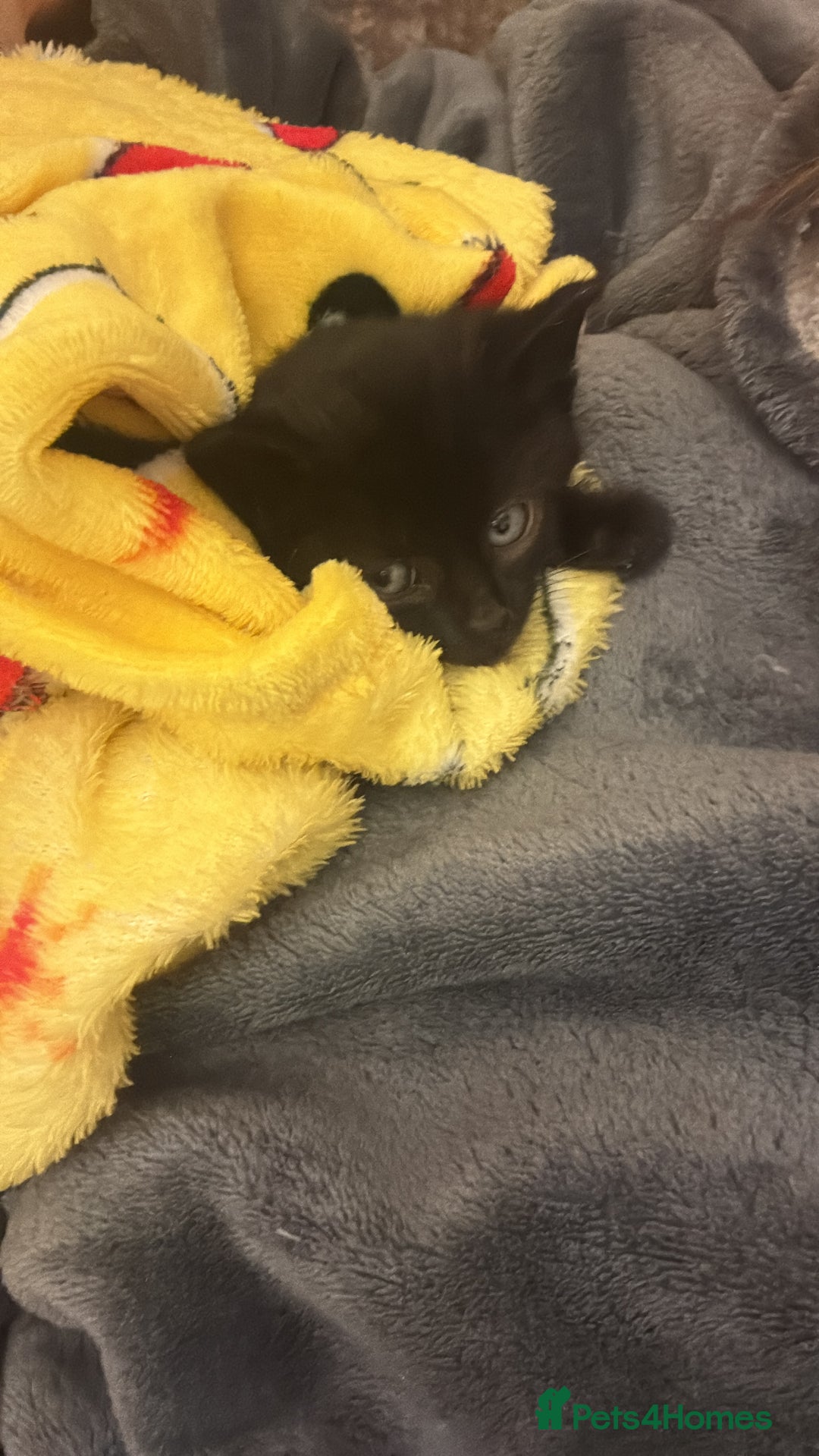 British Shorthair cats for sale: Cute and friendly kittens.  - Image 3