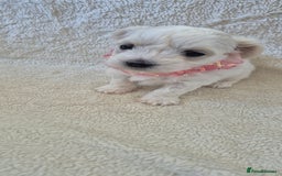 Maltese dogs for sale: Mr, mrs - Image 1