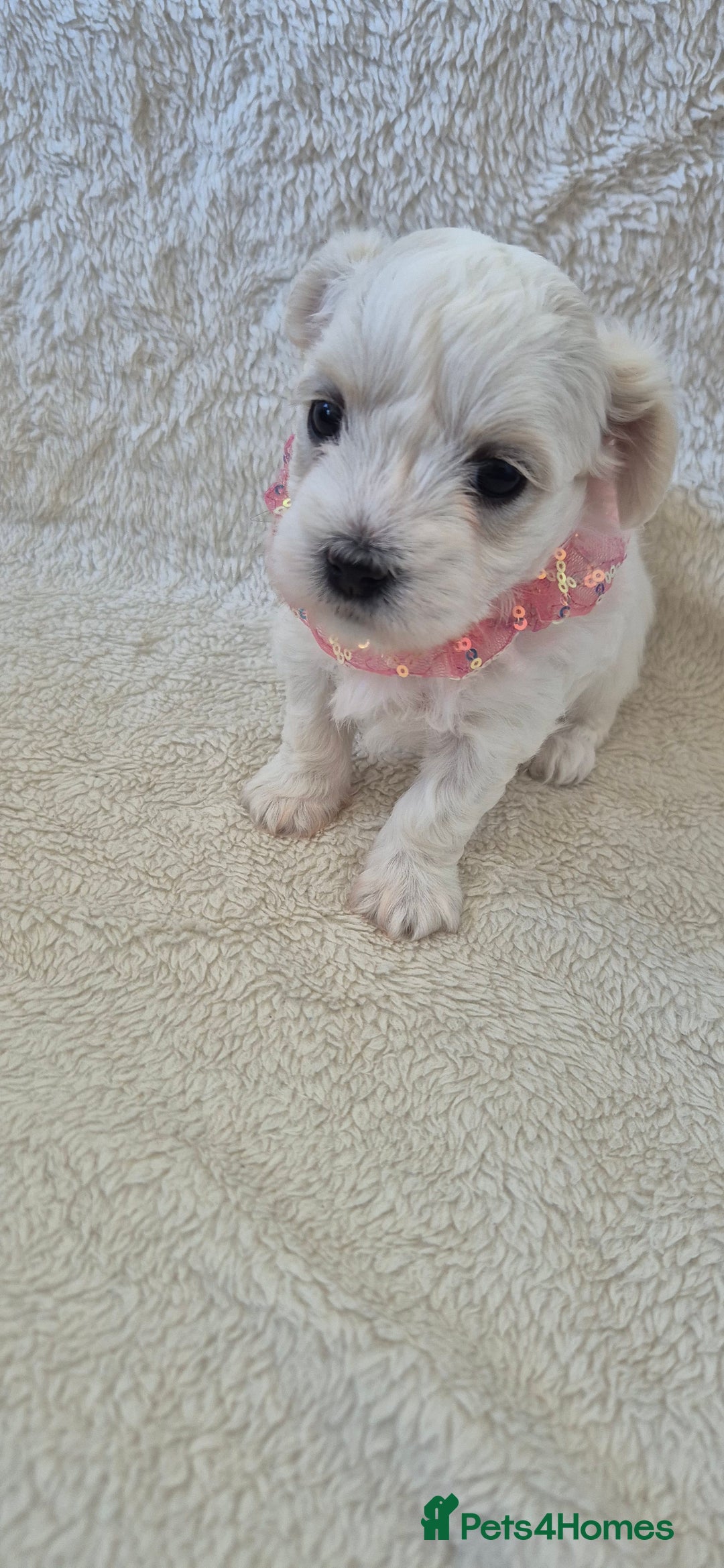 Maltese dogs for sale: Mr, mrs - Image 1